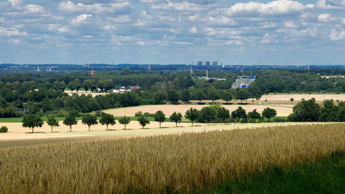 Scenic view of agricultural field against sky