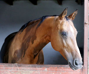 Close-up of horse in ranch