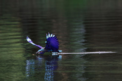 bird
