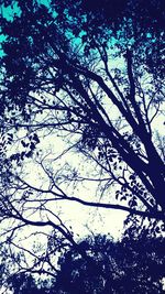 Low angle view of tree against sky