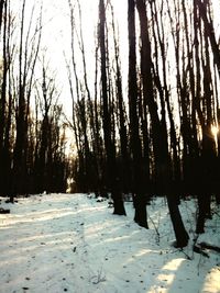 Trees on snow covered landscape