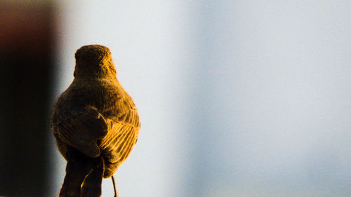 Close-up of bird perching against clear sky