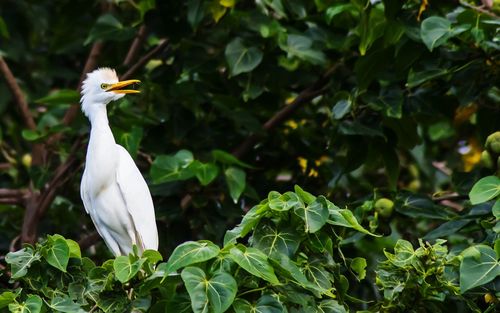 Low angle view of cattle egret perching on tree