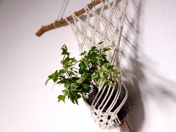 Close-up of potted plant against white background