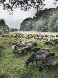 Flock of sheep grazing on field against sky