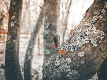 Tree trunk with moss, winter, park