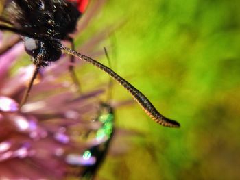 Close-up of insect on plant