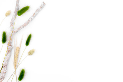 Close-up of wheat plant against white background