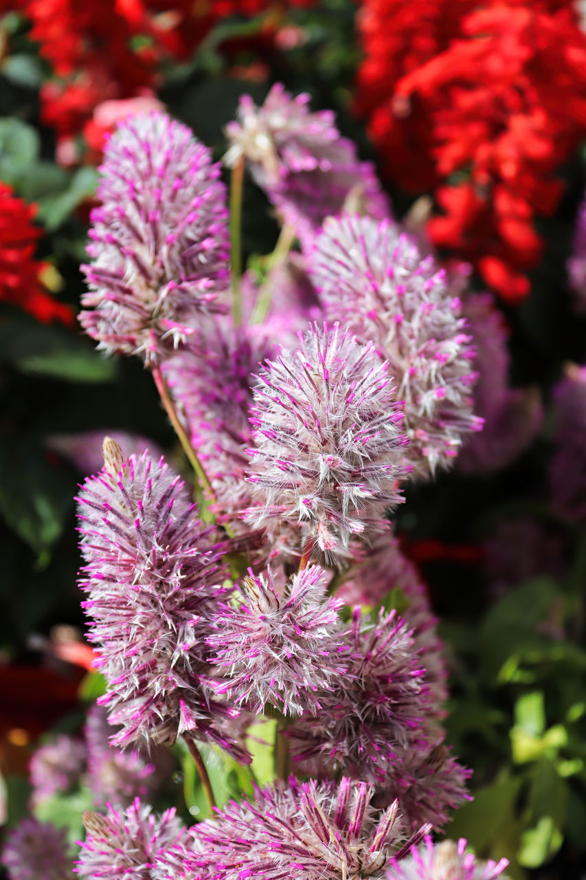 CLOSE-UP OF PINK FLOWERS