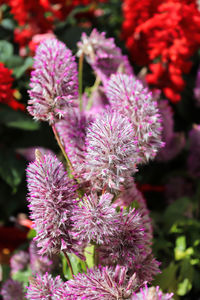 Close-up of pink flowering plants