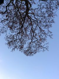 Low angle view of trees against clear sky