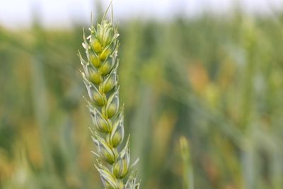 Close-up of wheat growing on field