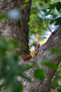 View of squirrel on tree trunk