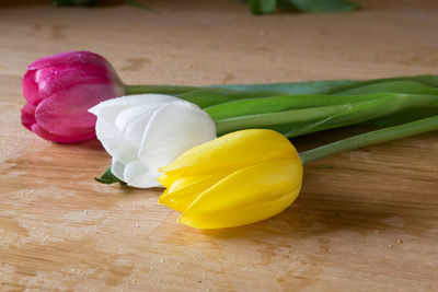 Close up of a red, white and yellow tulip lying on a wooden table.