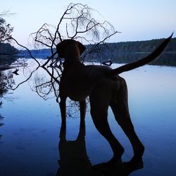 Silhouette dog standing by lake against sky