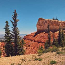 Plants growing on rock against sky