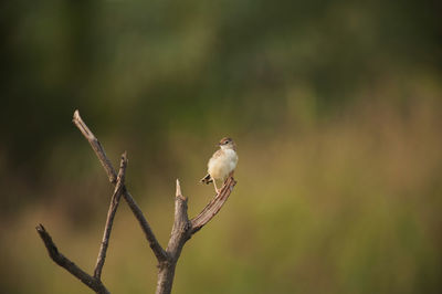 Close-up of bird perching on tree