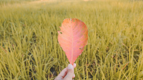 Person holding leaf in field