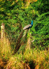 Bird in a forest