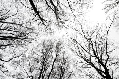 Low angle view of bare trees against sky