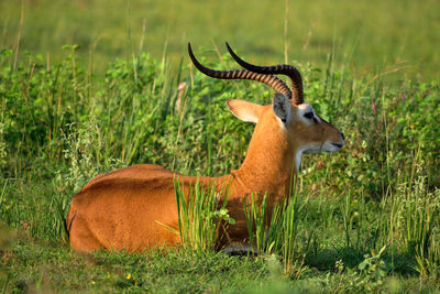 Ugandan antelope looking around in murchison falls national park, uganda.