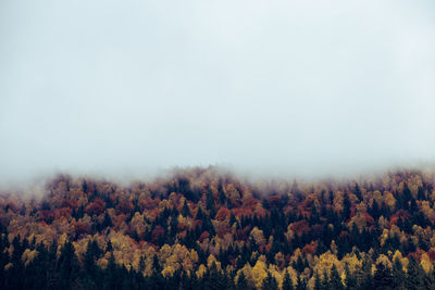 Scenic view of forest during foggy weather