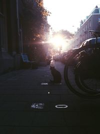 Sun shining through trees