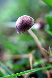 Close-up of mushroom growing on field