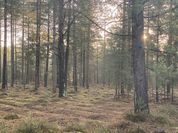 Trees in forest