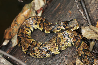 Close-up of lizard on wood