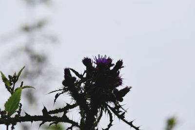 Low angle view of flowering plant against sky