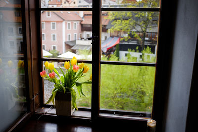 Flower plants on window sill