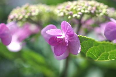 Close-up of pink flowering plant