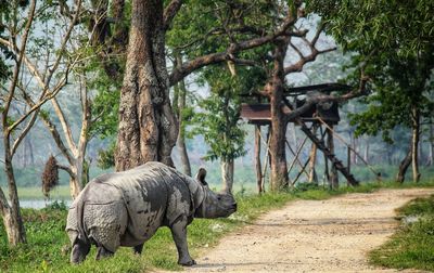 Elephant in park