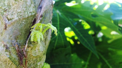 Close-up of fresh green tree trunk