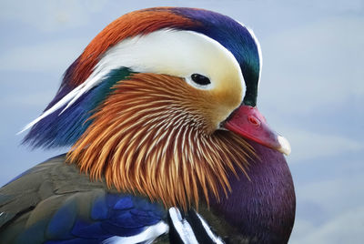 Mandarin duck, close up