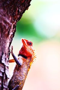 Close-up of a lizard