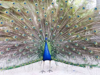 Peacock on blue umbrella