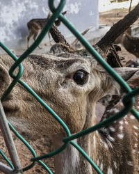 Close-up of deer in zoo