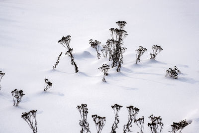 Plants on snow covered field against sky