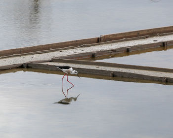 Seagull flying over lake