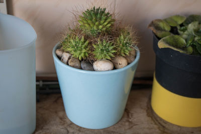 Close-up of potted plant on table