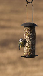 Bird perching on feeder