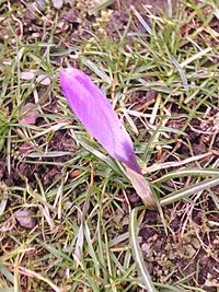 Close-up of purple flowers blooming in field