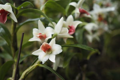 Close-up of white flowering plant