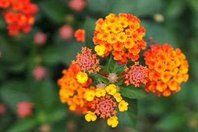 Close-up of orange marigold flowers