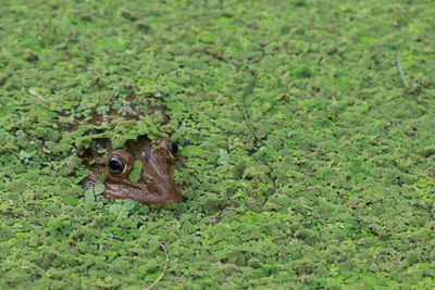 Close-up of frog on land