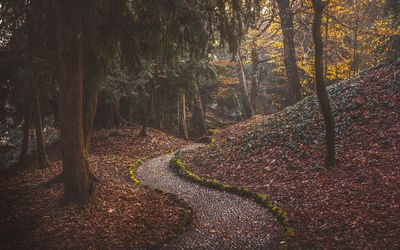 Scenic view of foliage in monza park during autumn