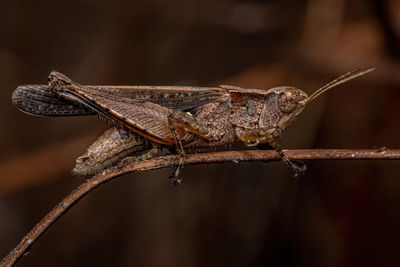 Close-up of grasshopper on plant