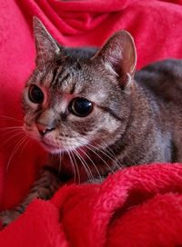 Close-up of cat looking away